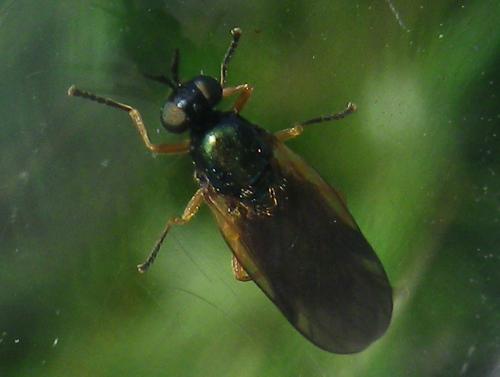 Réf. 230 958 : Beris chalybata